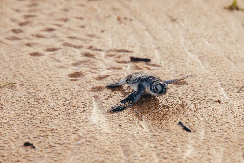 turtle on sand