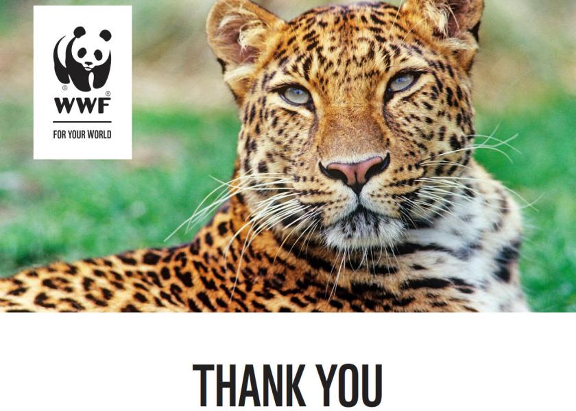 Amur Leopard Adoption Certificate, image of an Amur Leopard  close up and text reading Thank You with space to enter your name