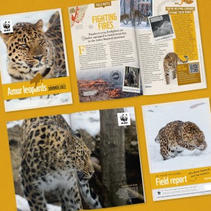 Page spread of Amur Leopard Adoption Update