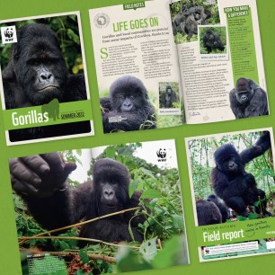 Page spread in WWF Gorilla Adoption Updates
