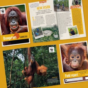 Magazine spread in Orangutan Adoption Update