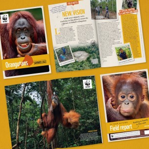 WWF Orangutan Adoption Update
