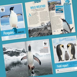 Page spread of Penguin Adoption Update