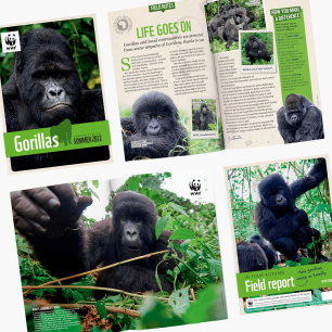 WWF Gorilla Adoption Updates