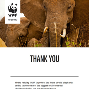 Letter thanking the supporter for adopting an animal with WWF