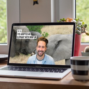 Laptop screen showing man with background image of Elephants