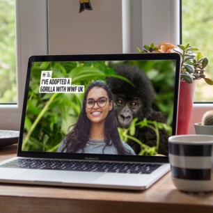 Laptop screen showing woman in front of background image with baby Gorilla
