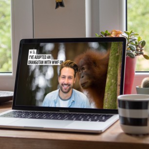 Laptop screen showing man with background image of Orangutan looking out from behind a tree