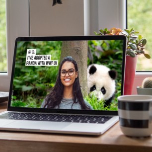 Laptop screen showing woman in front of background image of Panda behind a tree