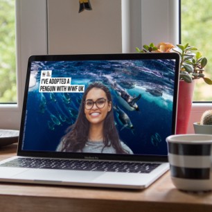 Laptop screen with woman in front of background image showing penguins diving into water