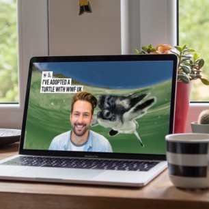 Laptop screen showing man with background image of a Turtle