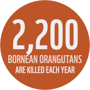 Orange circle with text reading 2200 Bornean Orangutans are killed each year