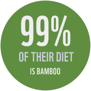 "99% of a giant panda's diet is bamboo"