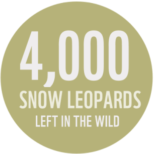 "4,000 snow leopards left in the wild"