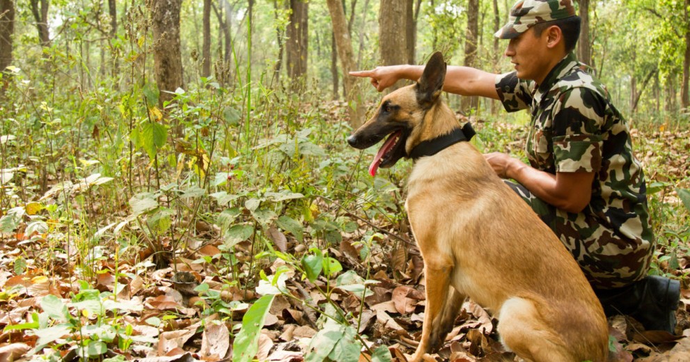 Trainer sat next to dog in forest