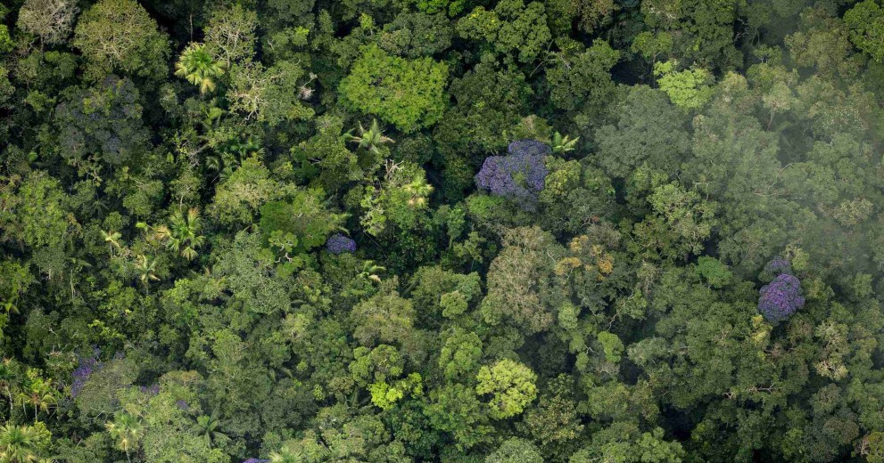 Aerial view of a green forest.