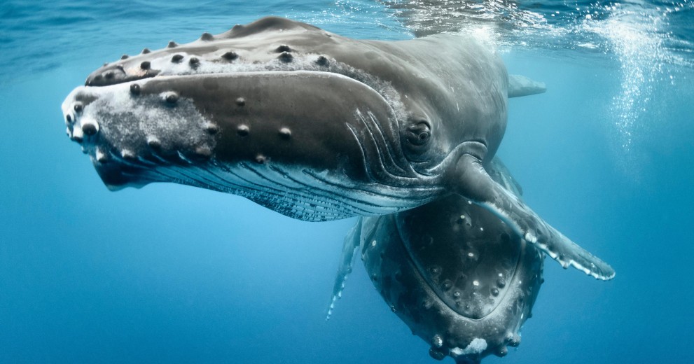 Sky Ocean Hero Whale
