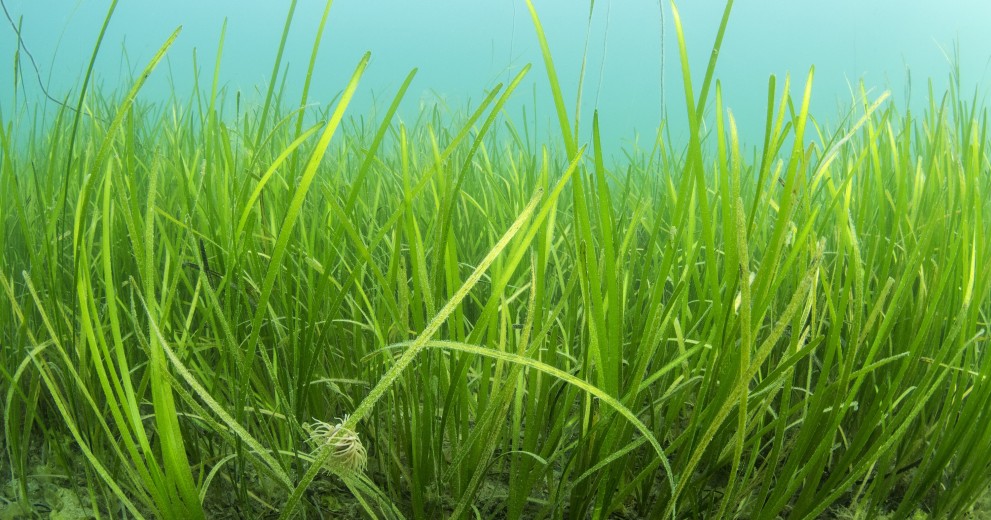 Seagrass