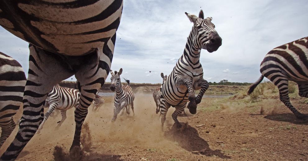 Zebra herd running