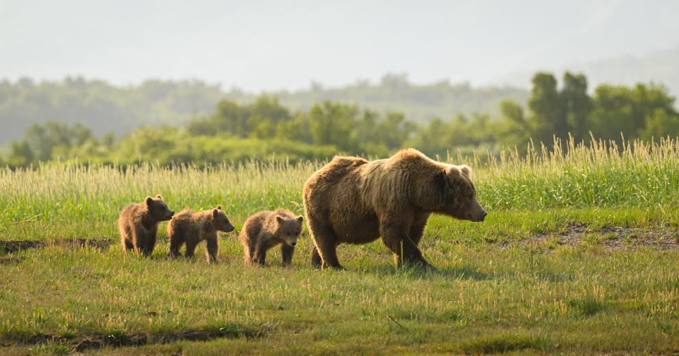 Brown bear family in Katmai National Park, Alaska