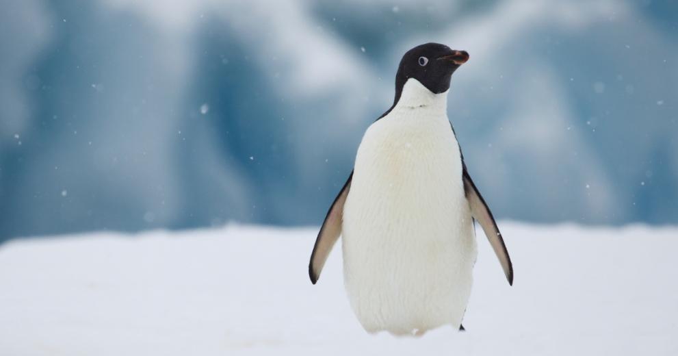 Portrait of Adelie penguin