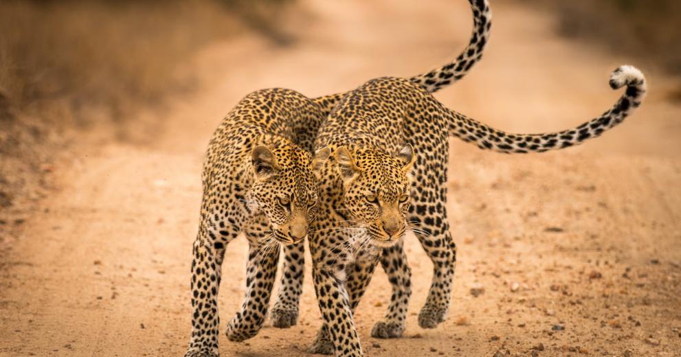 Mother leopard with cub