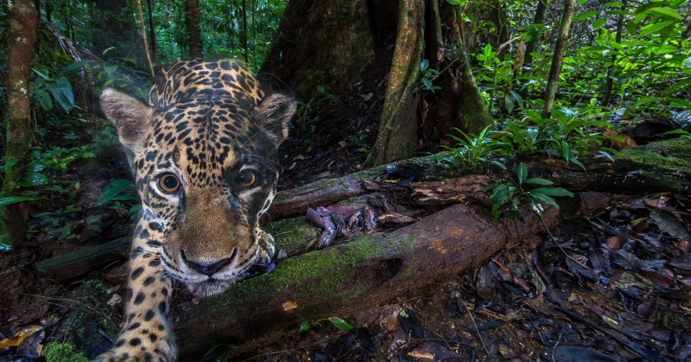 Camera trap image of a jaguar in the Amazon