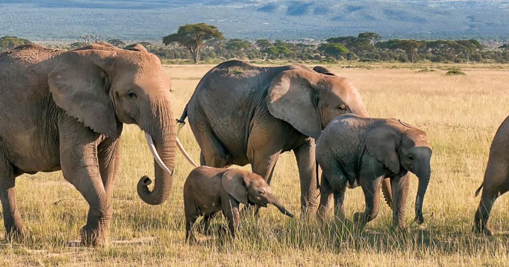 Herd of African bush elephants