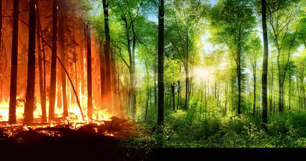 Image of a forest fire transitioning into a lush green forest
