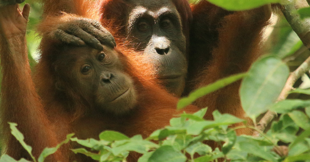 Orangutan with baby in nest