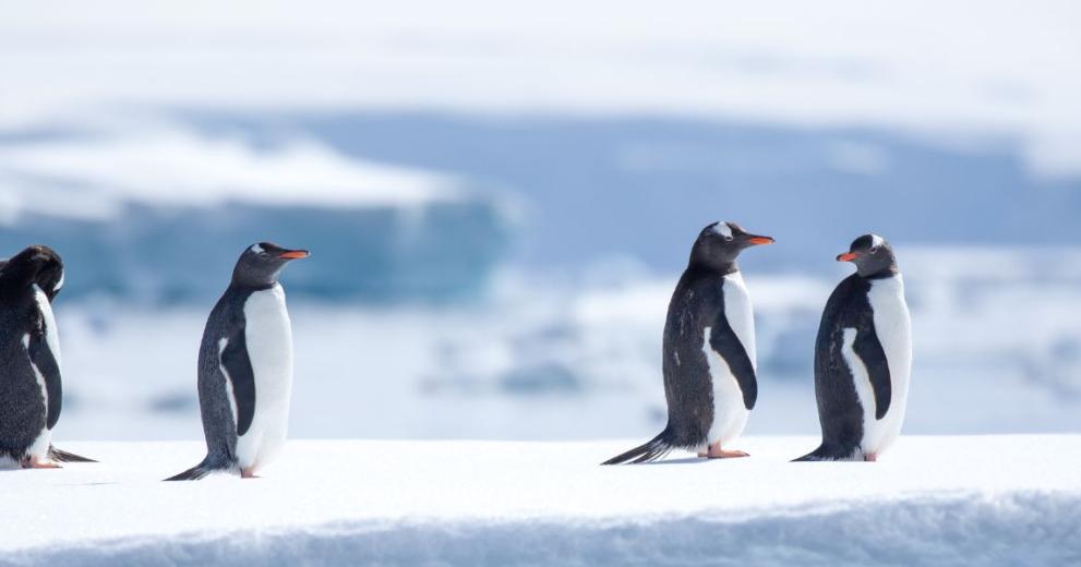 Gentoo penguins on ice