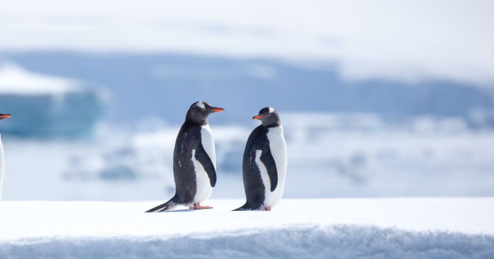 Gentoo penguins on ice