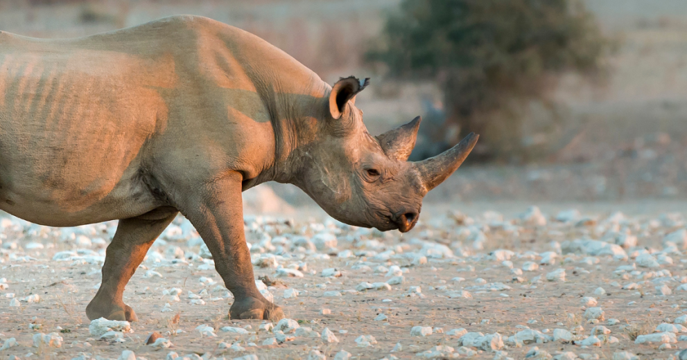 Profile of a black rhinoceros in Namibia