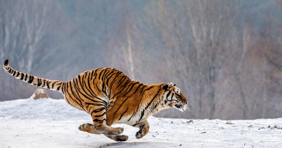 Siberian tiger running in the snow