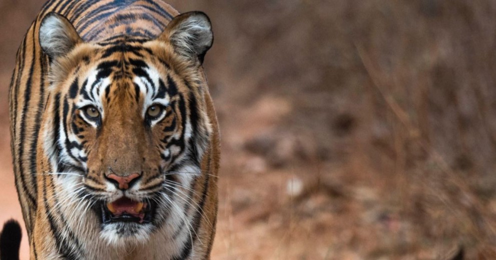 Tigress in Tadoba Andhari Tiger Reserve