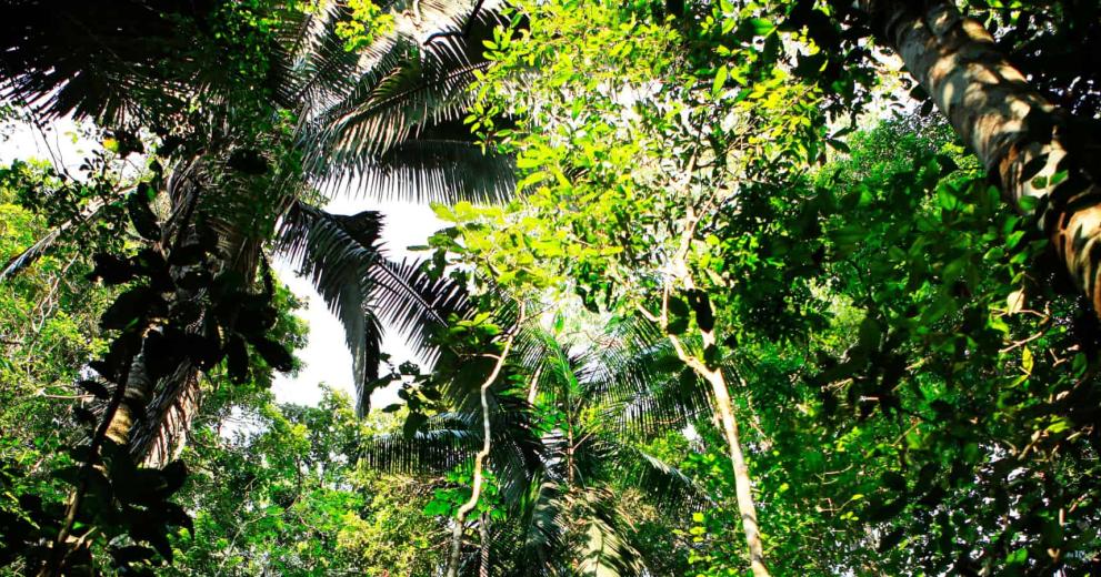 Interior shot of Amazon rainforest