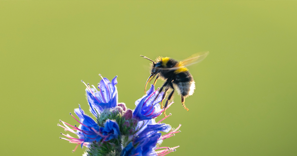 Bee
