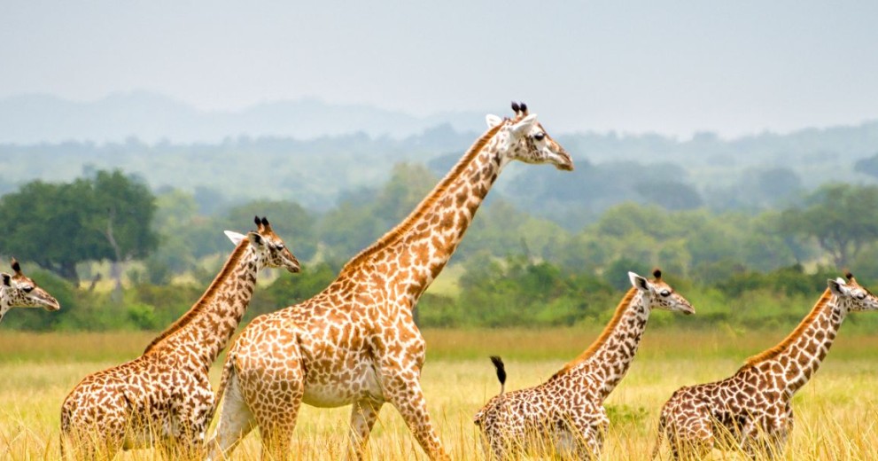 Group of giraffes at Mikumi National Park