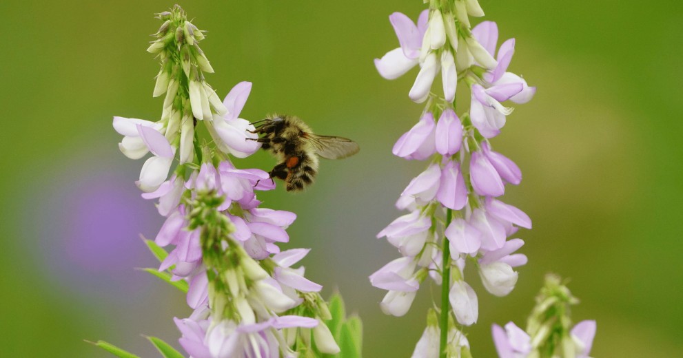 Bee on Goat's-rue, Leicester