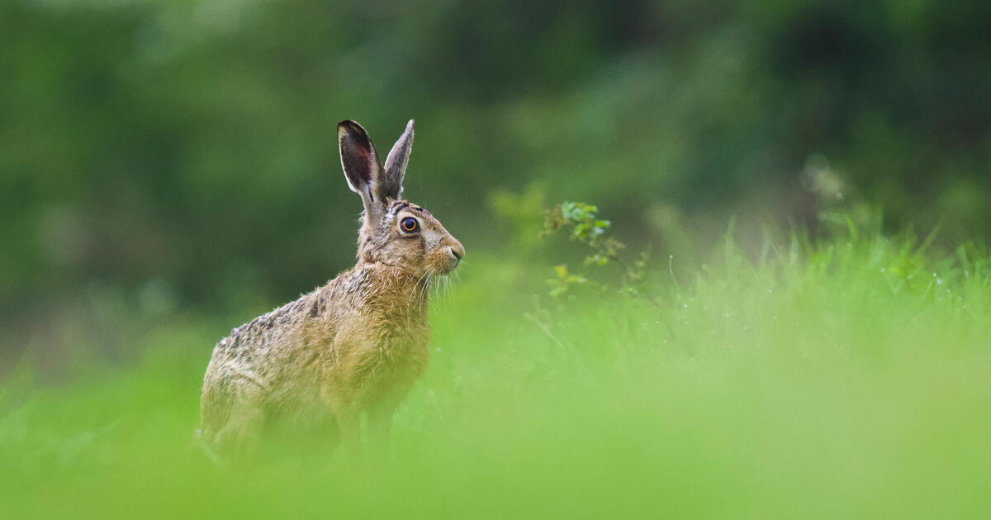 Brown hare side portrait in grass