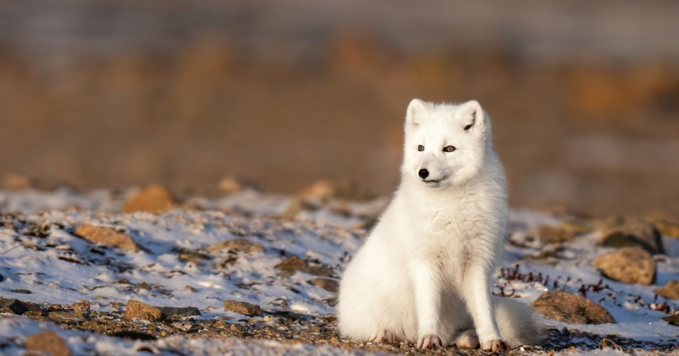 arctic fox sitting down on rocky tundra looking to the left 