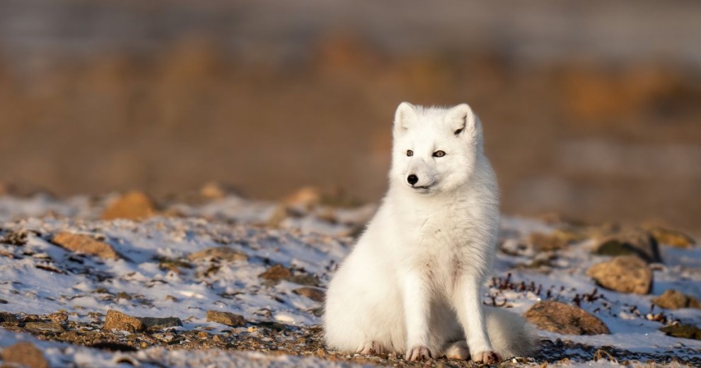 arctic fox sitting down on rocky tundra looking to the left 