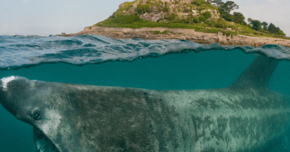 Split level composite image - basking shark feeding in shallow waters off the coast of Cornwall