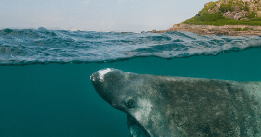Split level composite image - basking shark feeding in shallow waters off the coast of Cornwall