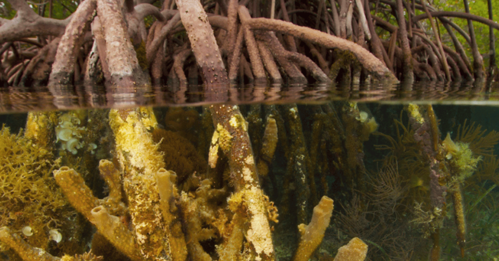 Underwater close up of a small coral reef on red mangrove tree roots