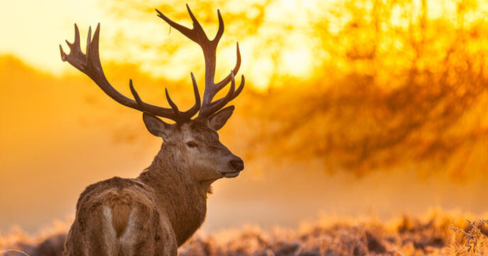 Red deer in morning sun