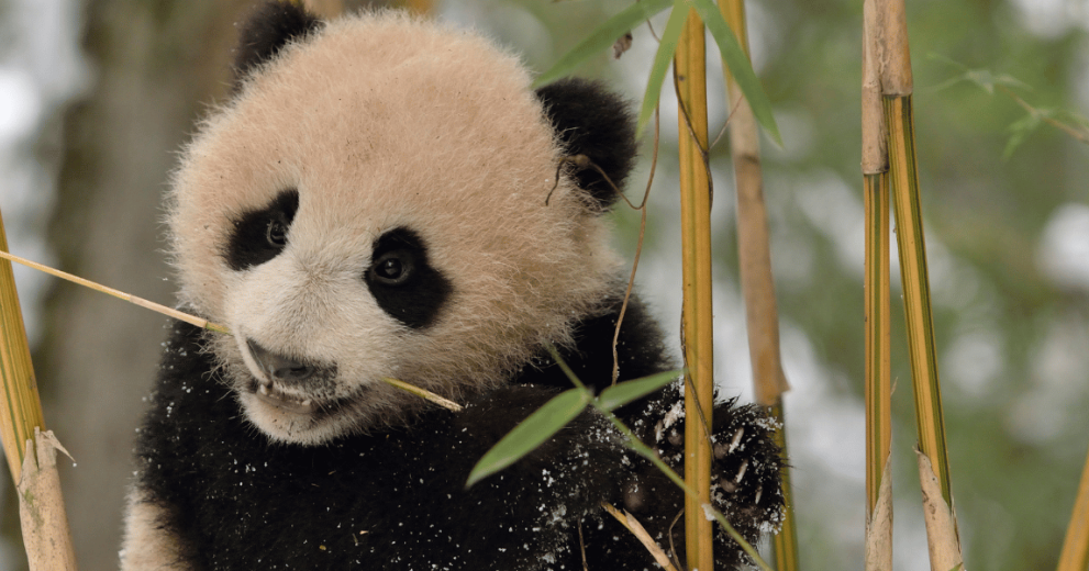 Giant panda cub in snow among bamboo, Sichuan Giant Panda Centre, Sichuan, China.