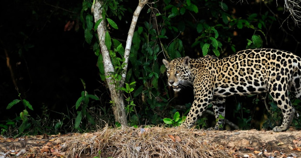 Panther prowling along the river bank against the edge of a forest
