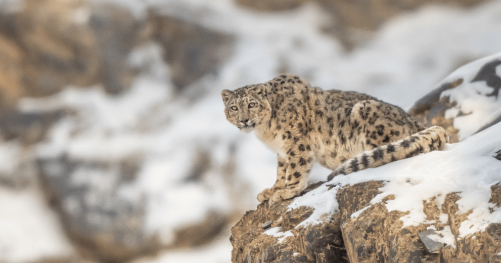 Snow leopard sat close to edge of a snowy cliff