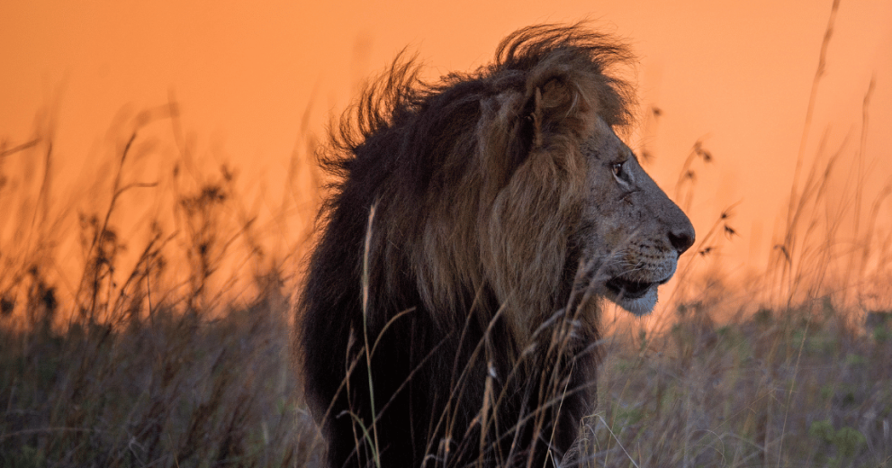 A male lion gazes across the land at sunset in the Maasai Mara, Kenya.